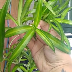 Spider Plant 