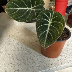 Alocasia (collection Plant)