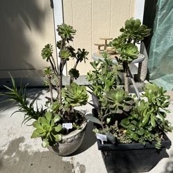 Large Beautiful Succulent Planters