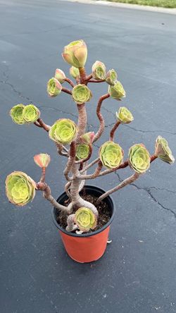 Aeonium succulent — $48 or 3 for $99! First Come First Pick!