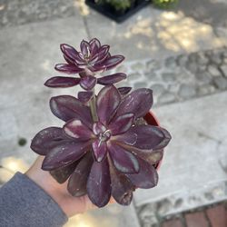 4” Echeveria Nodulosa