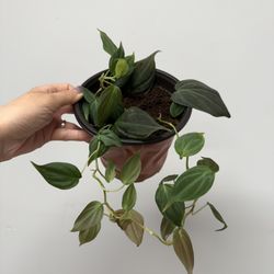 House Plant - Philodendron Micans 6” pot