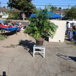 Planta  de Sombra hermosa 