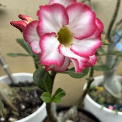 Desert Roses Live Plant Beautiful For Bonsái 