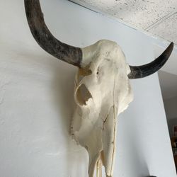 Cow Skull 