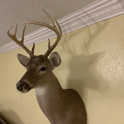 White Tail Deer Head Mounts