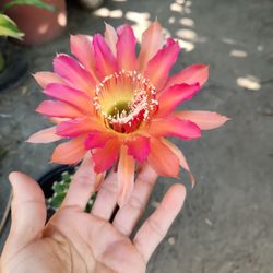 Cactus 