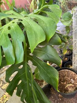Planta grande