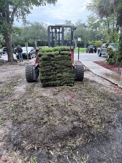 Palmetto sod