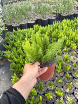 foxtail fern myersii 1-gallon