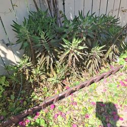 Calanchoa O Mala Madre