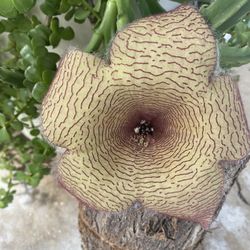Giant Stephelia Or Starfish Or Desert Stars ⭐️ 