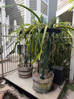 dragon fruits 2 plants 7 feet tall - fruiting