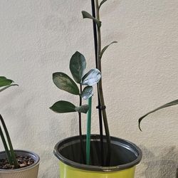 Healthy ZZZ Plant