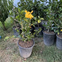 Plants