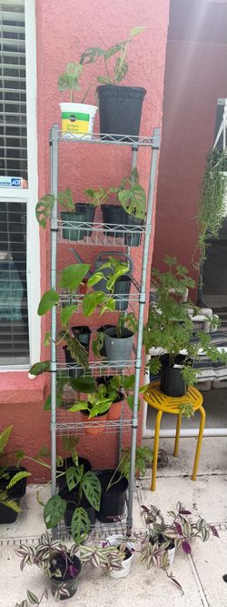 Plants Plants Plants