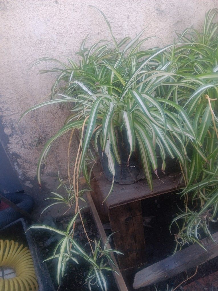 Spider Plants