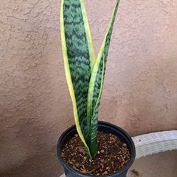 Snake Plant 