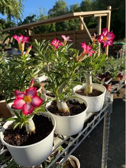 Desert Rose