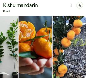Grafted semi dwarf Kishu mandarin trees