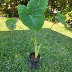Ears Elephant Plant
