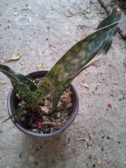 Sansevieria Snake Plant in Pot uncommon variety