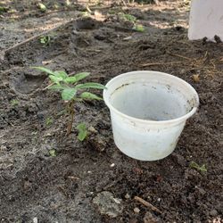 Papaya/longan/soursop Plant 