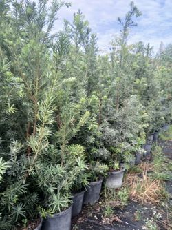 Overgrown Podocarpus 7gl 6ft☘️$26