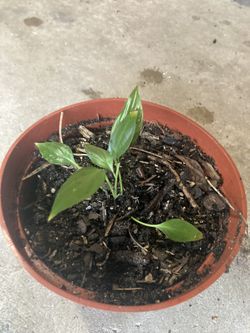 Peace Lily, small