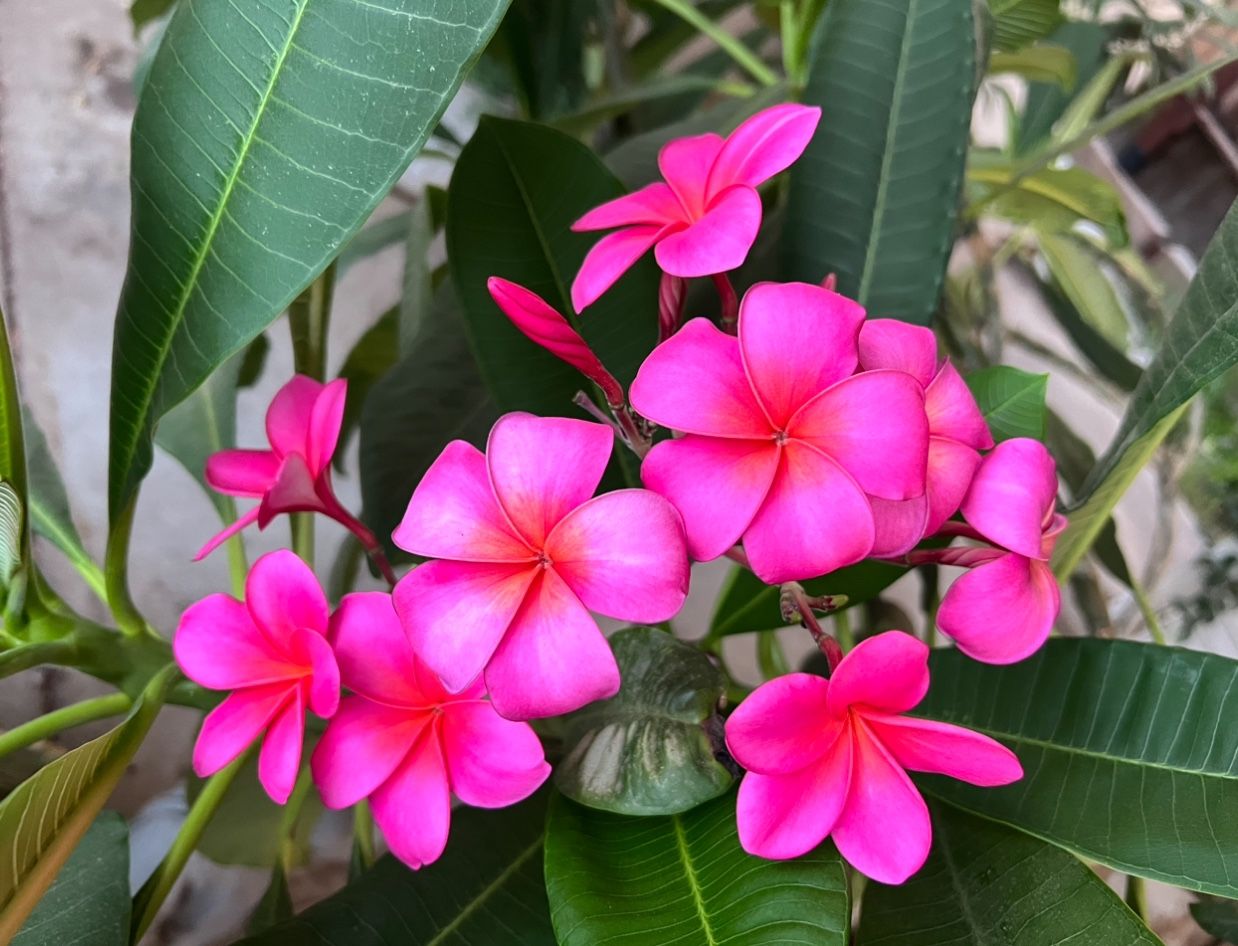 Plumeria Plant $45 In A 1 Gallon Pot. Flower Is From The Mother Plant.