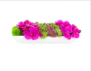Adelina Orchid and Succulent Arrangement