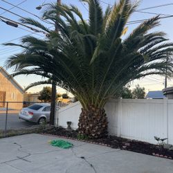 Palm Tree 