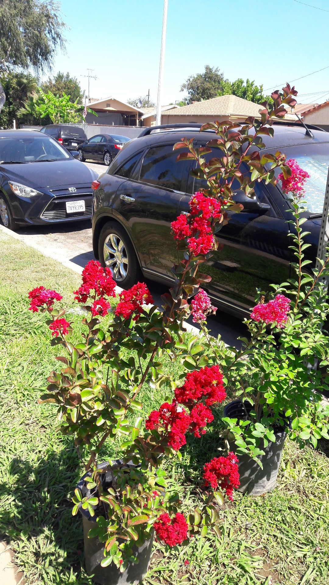 Red crepe myrtle tree