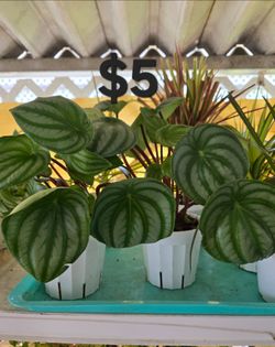 Peperomia Watermelon