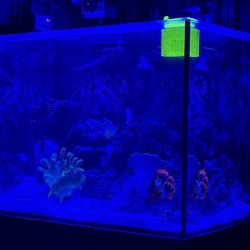 40 Gallon Innovative Marine Pro