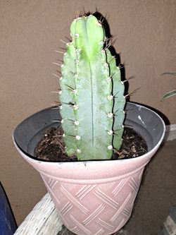 Peruvian apple, 🌵