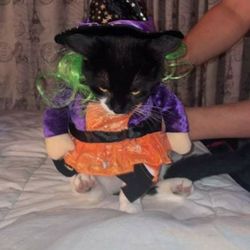 Cat Witch Costume with 2 HATS!!!OBO