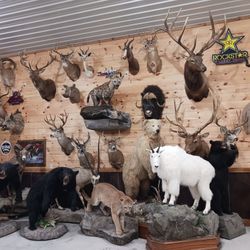 Downsizing Taxidermy Collection 