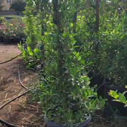 Indian Laurel Privacy