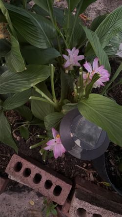 Same have flowers now