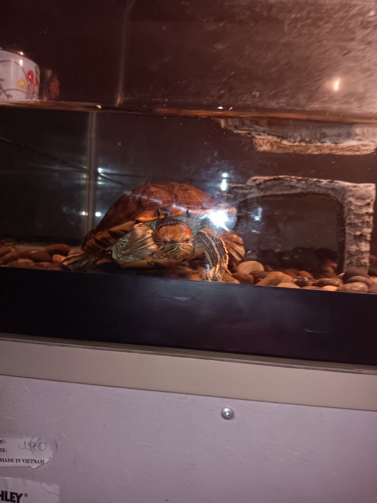 Tank