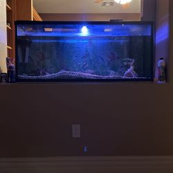 75 gallon fish tank 