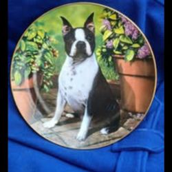 Boston Terrier "All Ears" Collector's Plate