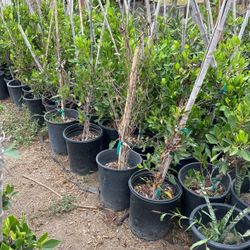 Ficus Plants