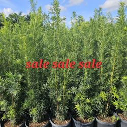 huge Podocarpus  all sizes available staring 4 feet tall  Instant  Privacy Hedge  And up $10