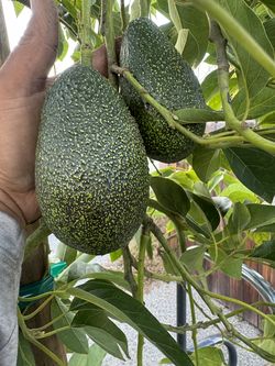 gem avocado with fruit