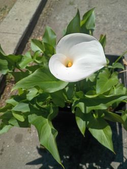 Alcatraz/ calla Lilly