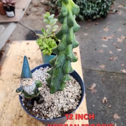 PLANT AND SUCCULENT SALE THIS WEEK  IN SAN LORENZO FROM $4 TO $30