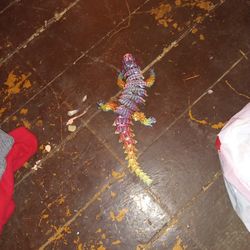 Rainbow Bearded Dragon