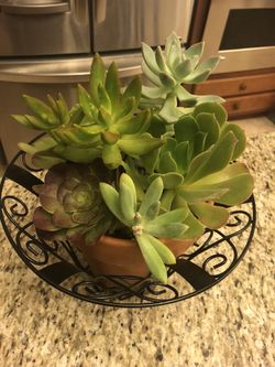 Succulents